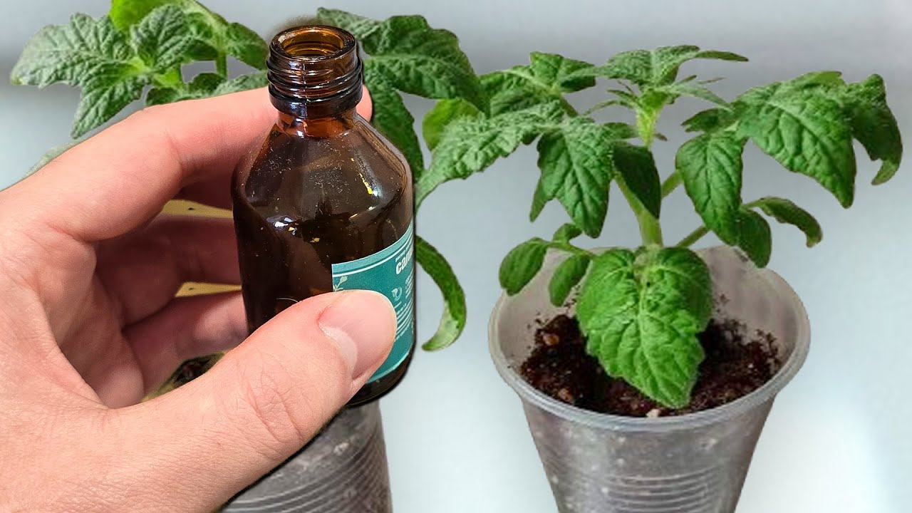 1 Капля и рассада толстеет на глазах! Лучшая подкормка для любой рассады от вытягивания