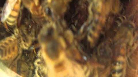 Brief View Inside of Top Bar Hive Through Observation Window