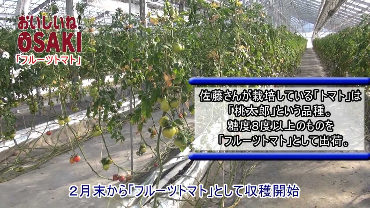 フルーツトマト Youtube
