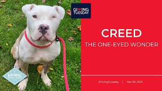 Creed the One Eyed Wonder | Giving Tuesday 2022 by ARL BerksCo 83 views 1 year ago 1 minute, 51 seconds