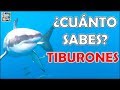 ¿Cuánto Sabes Sobre "TIBURONES"? Test/Trivial/Quiz