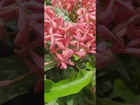 فيديو: إمبراطورية أسطوانية: زراعة ورعاية ، صلابة شتوية من صنف البارون الأحمر ، وصف واستخدام النبات في تصميم المناظر الطبيعية
