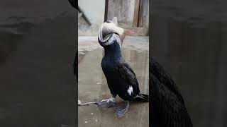 Cormorants Eat Fish Bigger Than Their Own Heads🐟 #Fishing  #Cormorant