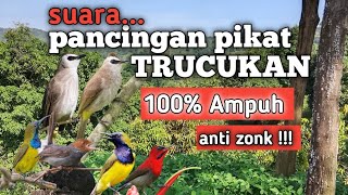 SUARA PIKAT TRUCUKAN DAN BURUNG KECIL ANTI ZONK 100% AMPUH 
