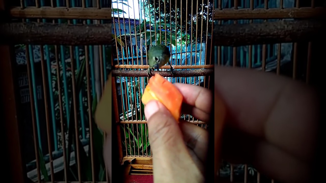 Burung Kicau Trotolan Gacor Jinak By Ochid Aj