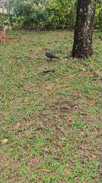 burung kutilang😅