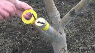 Прививка яблони.  Grafting Apple trees