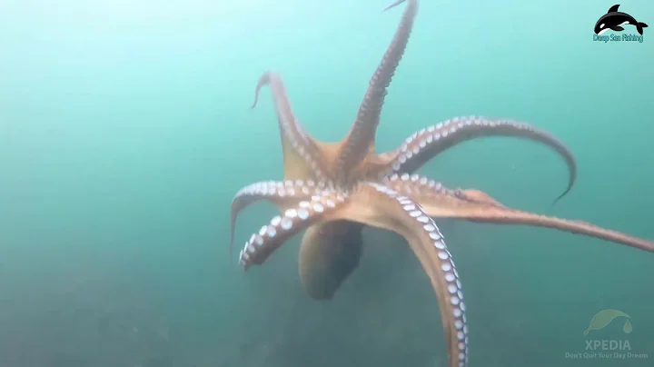 Amazing Diving skill Hunting Giant Octopus Underwater - Big Octopus Hunting - Deep Sea Fishing