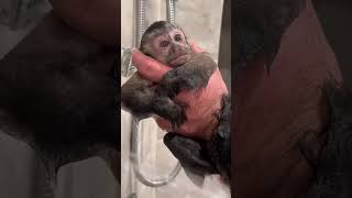 Watch Loxleigh frown ome eyebrow its so cute! #adorableanimals #foryoupage #monkeysoftiktok