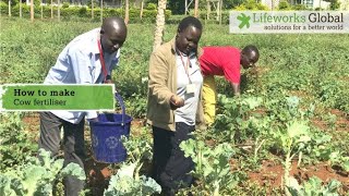 How to make a 'cow fertiliser' - a fermented organic fertiliser