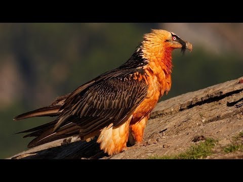 Vídeo: 7 Aves Más Peligrosas Del Mundo - Vista Alternativa