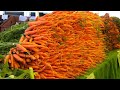 Amazing harvest fresh carrot production modern agriculture technology