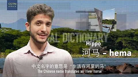 Animal Dictionary: Hippo, the heavy-set river-dweller - DayDayNews