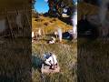 Wild Simulate extreme hunting &amp; survival skills vol377 Rdr2 #shorts #short