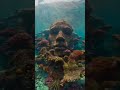GoPro Eel Finds a Face Under the Reef 😨