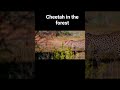 Discovery of world and amazing. Cheetah in the forest. #shorts #youtubeshorts