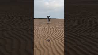 Cute Great Dane puppy being a silly, funny dog on the beach, animal video