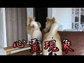 【心霊現象】最近起こった3つの出来事。豆柴姉弟には見えてるの？