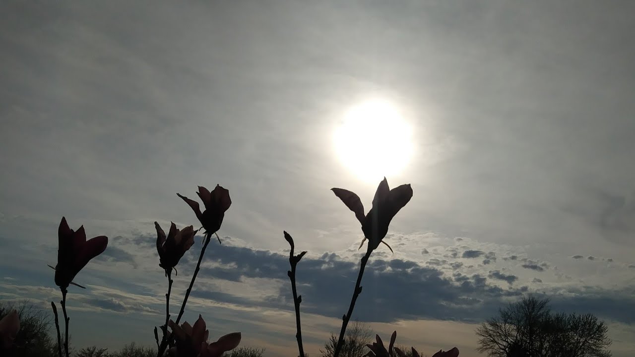 Egyptian sun god Ra? Eye of Horus? Free Water