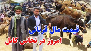 گزارش منصور، نقاش کابل، قیمت گاو، گوسفند وبز/naqash kabul, eid qurban