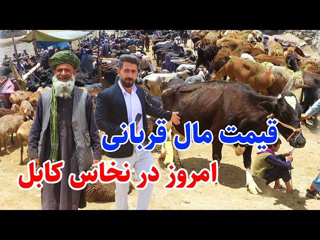 گزارش منصور، نقاش کابل، قیمت گاو، گوسفند وبز/naqash kabul, eid qurban class=