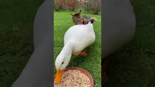 The Cat Strikes Back 💨😼🦆