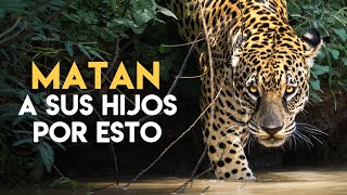 Fotografío a JAGUARES de MUY CERCA  en el Pantanal de Brasil