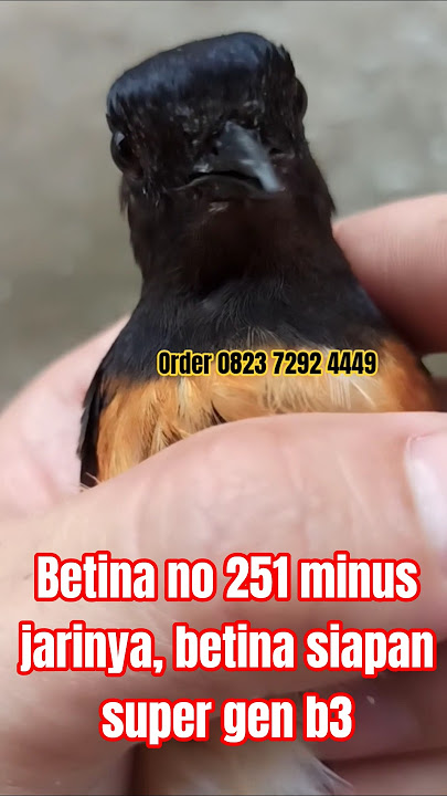 Betina no 251 minus jarinya, betina siapan super gen b3‼️rombongan kaki hitam kepala petak
