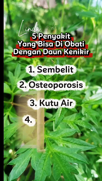 5 penyakit yang bisa di atasi dengan daun kenikir... 😱⁉️#tips #tipssehat #infosehat #kenikir