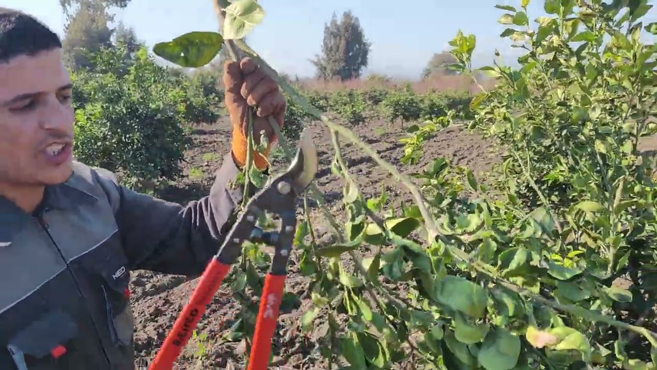 #تقليم_اشجار_الحمضيات_تقليم_اثمار_عمر_ست_سنوات