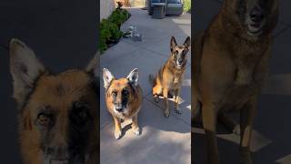 Protection dogs doing intruder drills outside and inside our home #belgianmalinois #germanshepherd