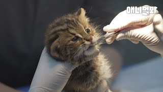 Leopard Cat’s Reaction To Seeing Another Fella On The..