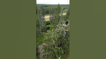 Tree Removal by Crane | Shot on DJI Mini 3 Pro.  #edmontonvideographer #dji