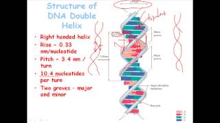 DNA structure