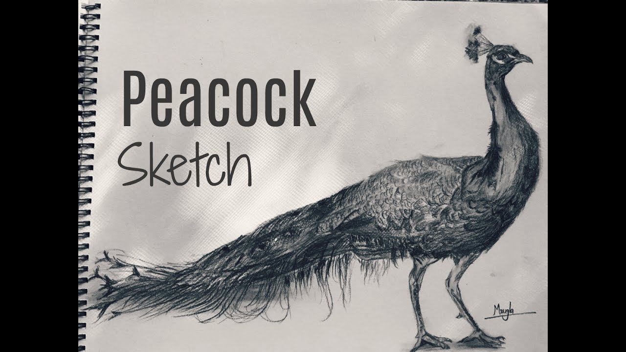 Peacock -- Derwent Coloursoft pencils by f-a-d-i-l on DeviantArt | Boho art  drawings, Color pencil art, Peacock drawing