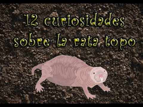 Curiosidades Sobre La Rata Topo Youtube