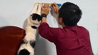 Life is not complete without Cat  Cute ways cats show their love for owner