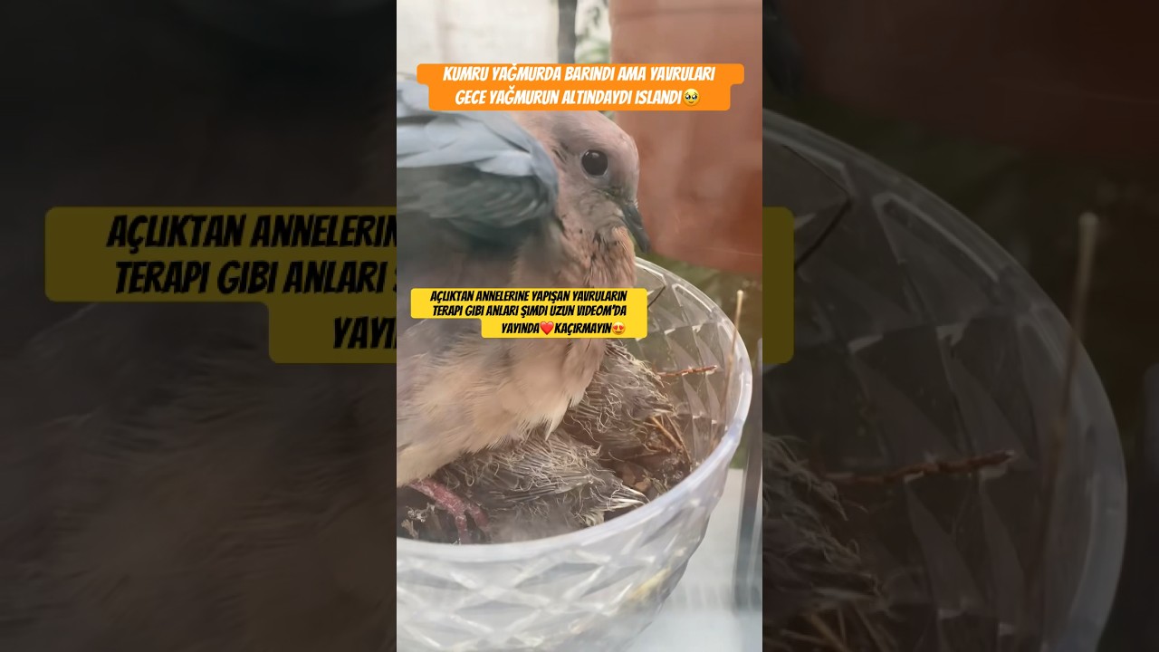 Kumru kupkuru yavrular ıslak acaba neden?Terapi gibi görüntüler uzun videomda yayında!