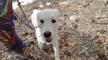 Dog Body Language and Physical Cues: Nervous Dog