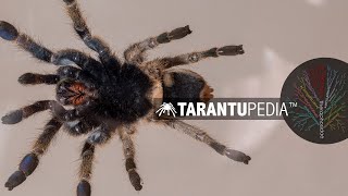 Ceratogyrus sanderi discovered in Botswana for the first time by Tarantupedia™ 2,432 views 4 years ago 4 minutes, 39 seconds