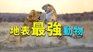 地表戰力最強的九大生物！它們打敗獅子只需一拳！在美洲草原無人敢惹！