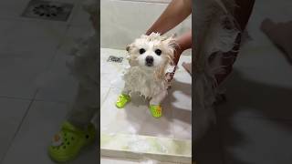 Serene Puppy Bath Time 🛁🐶💤 Wealth