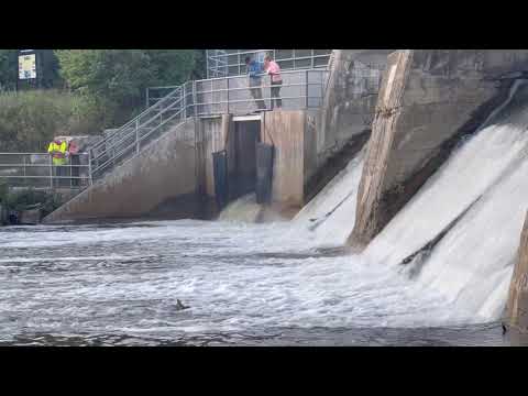 Salmon Ganaraska River Port Hope September 9, 2021