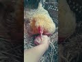 Funny hen henshorts