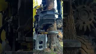 Wednesday's felling#viralvideo #woodworking #decoration #tools #shorts