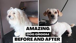 SATISFYING GROOM OF MATTED DOG | RURAL DOG GROOMING by Rural Dog Grooming 1,464 views 8 months ago 29 minutes