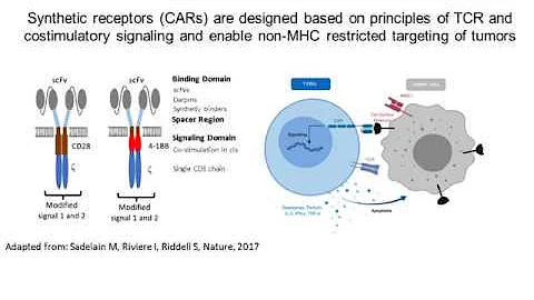 Deciphering CAR-T Cells: Exploring Functional Mechanisms to Drive Next Generation Immunotherapy - 天天要聞