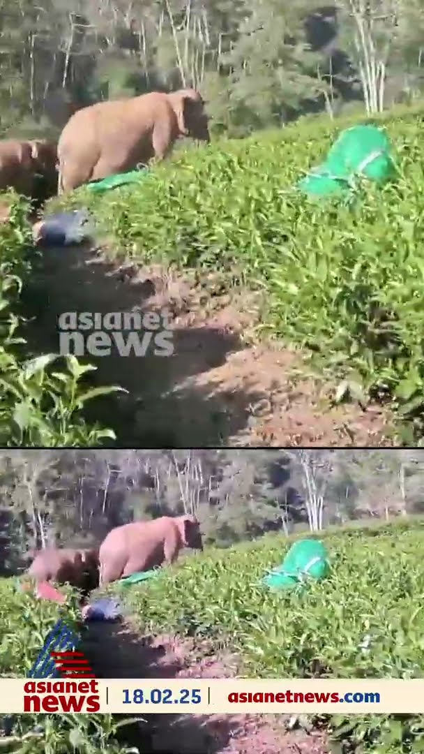 വാൽപ്പാറ KGR എസ്റ്റേറ്റിൽ ആനക്കൂട്ടം