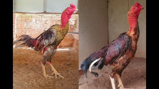 Ayam Ganoi | Ayam Ganoi Ori | Ayam Ganoi Super | Kumpulan Koleksi Video Ayam Ganoi Thailand Ori