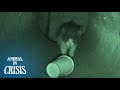 There Is Just One Chance to Save A Scared Kitten Trapped In The Sewer Pipe | Animal in Crisis EP69